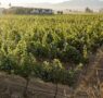 El Cielo Resort marca tendencia en la expansión vitivinícola y turística del Valle de Guadalupe