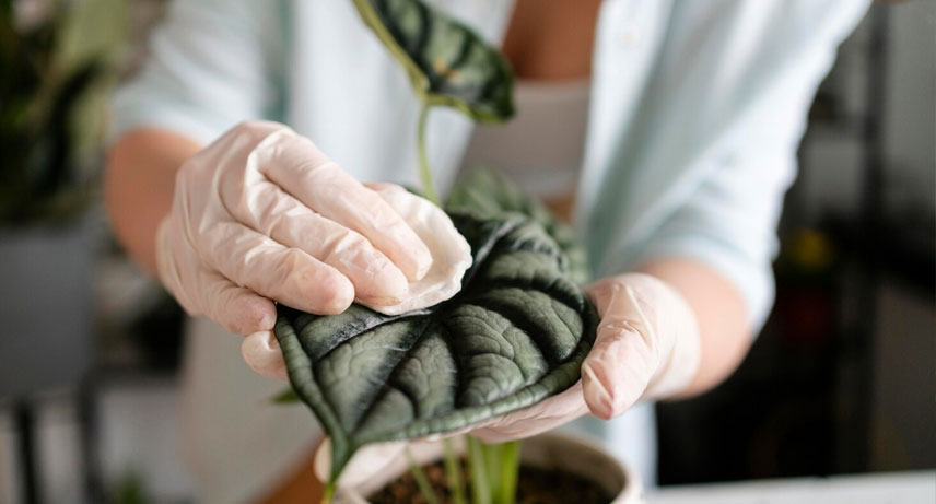 1. Calidad garantizada de las plantas
