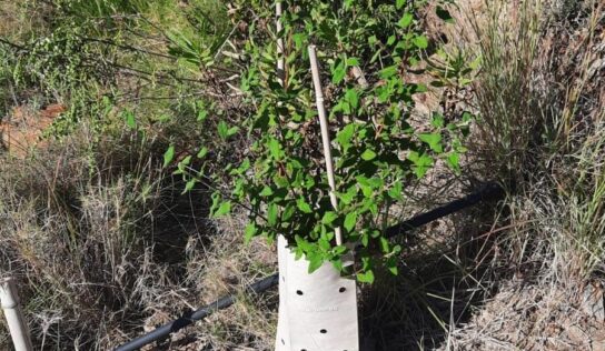 Del drama a la acción: una reforestación responsable tras los incendios