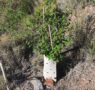 Del drama a la acción: una reforestación responsable tras los incendios
