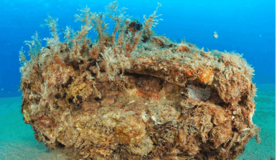 La Fundación Ona Futura cumple 5 años con el objetivo de invertir 5 millones hasta 2030 e iniciar su internacionalización