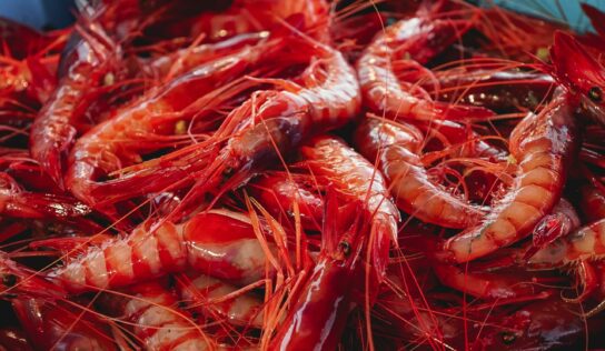 MSC celebra en CONXEMAR 2025 la sostenibilidad de la pesca ibérica y destaca la entrada de la gamba roja de Palamós en su Programa de Mejora