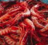 MSC celebra en CONXEMAR 2025 la sostenibilidad de la pesca ibérica y destaca la entrada de la gamba roja de Palamós en su Programa de Mejora