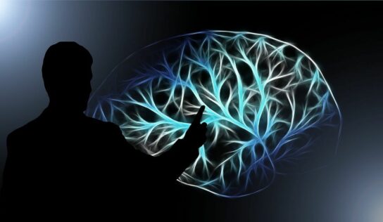 UDIT demuestra con evidencia neurocientífica que hablar más de un idioma modifica el cerebro