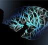 UDIT demuestra con evidencia neurocientífica que hablar más de un idioma modifica el cerebro