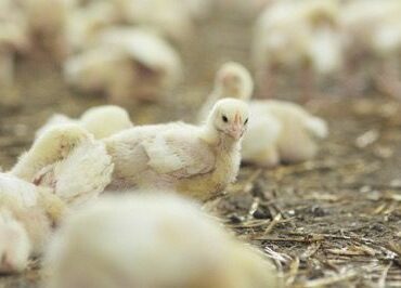 Bifeedoo refuerza su oferta ecológica avícola