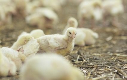 Bifeedoo refuerza su oferta ecológica avícola