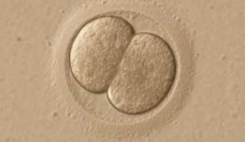 Un estudio sitúa el inicio de la identidad personal humana en las primeras 24 horas tras la fecundación