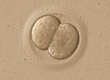 Un estudio sitúa el inicio de la identidad personal humana en las primeras 24 horas tras la fecundación