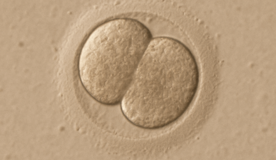 Un estudio sitúa el inicio de la identidad personal humana en las primeras 24 horas tras la fecundación