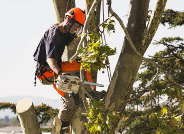 La poda de árboles perfecta: ¿Cuándo y cómo?