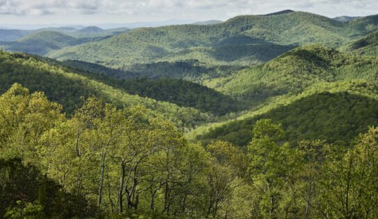 El documental Forested Future invita a reconectar con el mundo natural y los grandes bosques del planeta