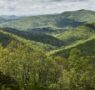 El documental Forested Future invita a reconectar con el mundo natural y los grandes bosques del planeta