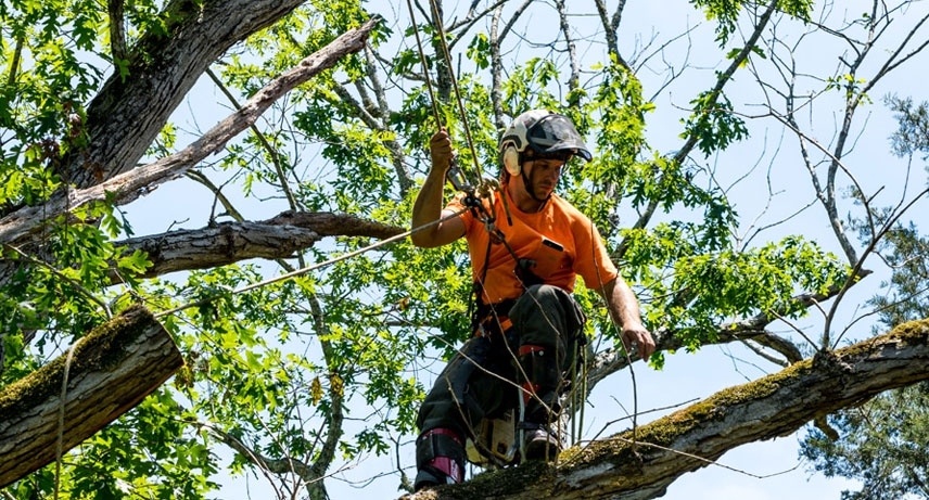 Tipos de poda y sus objetivos Tipos de poda y sus objetivos