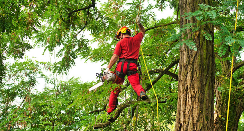 poda de árboles es una técnica esencial  poda de árboles es una técnica esencial