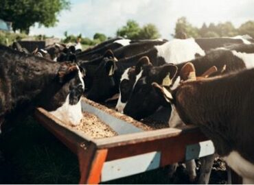Bifeedoo impulsa la nutrición ecológica bovina