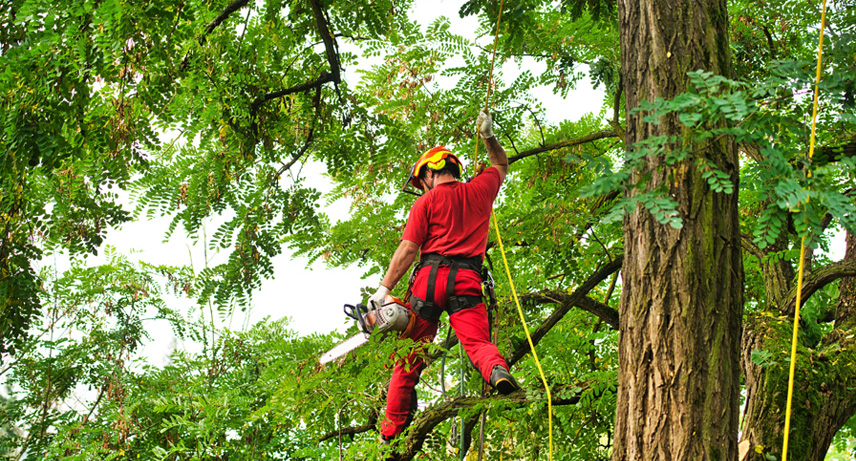 Consideraciones ambientales y sostenibilidad en trabajos de poda Consideraciones ambientales y sostenibilidad en trabajos de poda