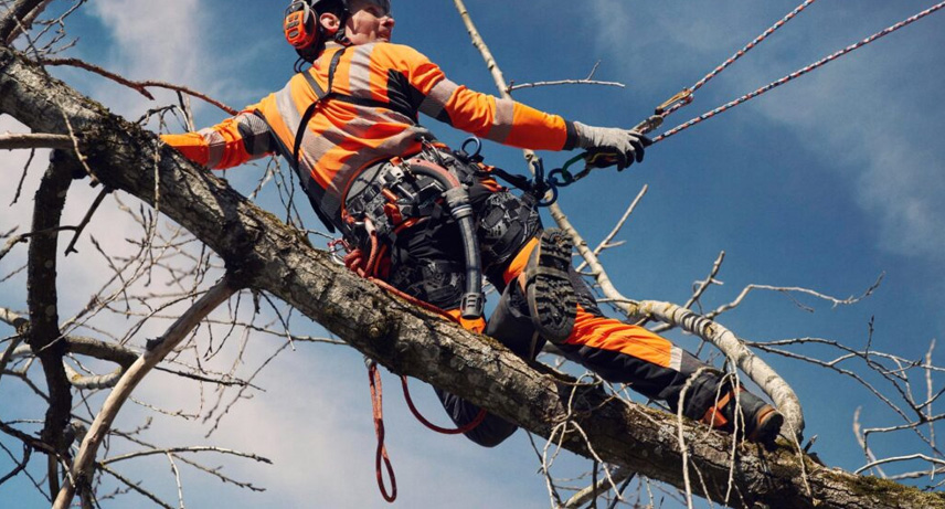 Gestión de árboles en altura Gestión de árboles en altura