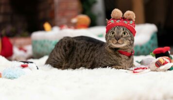 Petco llama a priorizar la responsabilidad antes de regalar una mascota en Navidad o Día de Reyes