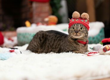 Petco llama a priorizar la responsabilidad antes de regalar una mascota en Navidad o Día de Reyes