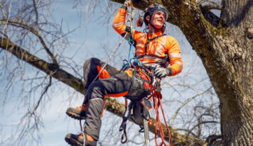 Poda de árboles en altura: técnicas, criterios y seguridad para un mantenimiento eficiente