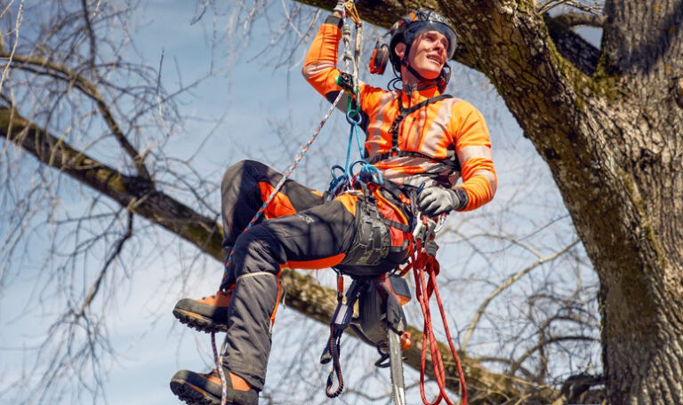 Poda de árboles en altura: técnicas, criterios y seguridad para un mantenimiento eficiente