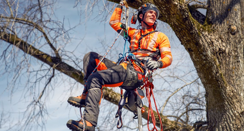 Poda de árboles en altura: técnicas, criterios y seguridad para un mantenimiento eficiente