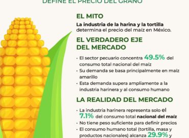 El sector pecuario concentra 49.5 % del consumo de maíz en México: GCMA