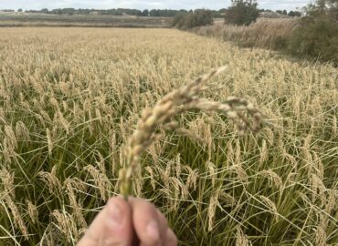 BioPalacín Planet impulsa las ventas de arroz ecológico gracias a la concienciación sobre salud y medio ambiente