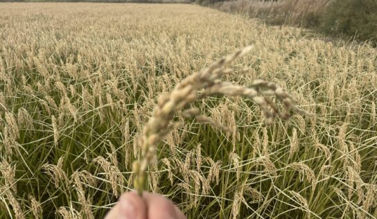 BioPalacín Planet impulsa las ventas de arroz ecológico gracias a la concienciación sobre salud y medio ambiente
