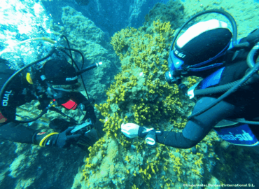 Underwater Gardens International impulsa en Tenerife un piloto de regeneración marina