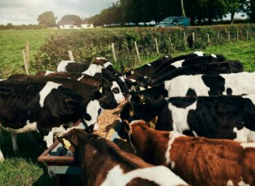 Bifeedoo explica cómo el crecimiento del pienso ecológico para vacas marca una nueva etapa en salud ruminal y producción lechera