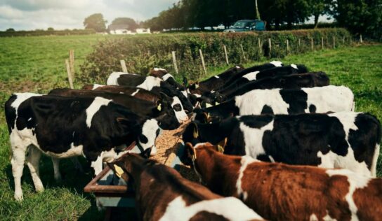 Bifeedoo explica cómo el crecimiento del pienso ecológico para vacas marca una nueva etapa en salud ruminal y producción lechera