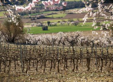 Bodegas Obergo enumera las claves que definen el carácter de su vino tinto del Somontano