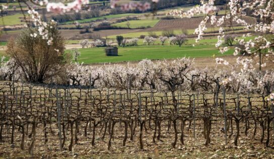Bodegas Obergo enumera las claves que definen el carácter de su vino tinto del Somontano