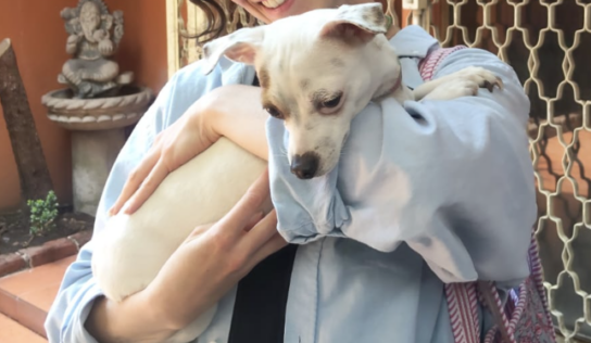 Fundación Manchitas, de Norberto Maldonado, impulsa ayuda para animales rescatados