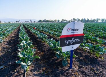 Syngenta acerca innovación y tecnología al campo mexicano con el lanzamiento de Incipio®