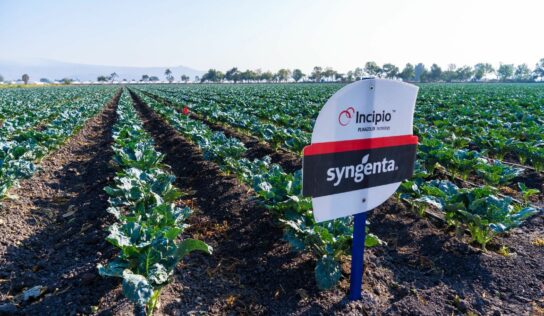 Syngenta acerca innovación y tecnología al campo mexicano con el lanzamiento de Incipio®