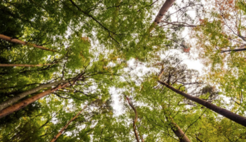 Grup Boix celebra que el Govern sitúe la gestión forestal como una política estructural de país