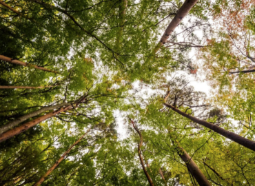Grup Boix celebra que el Govern sitúe la gestión forestal como una política estructural de país