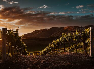 Obergo propone nuevos maridajes para su Chardonnay de Obergo en la temporada primaveral