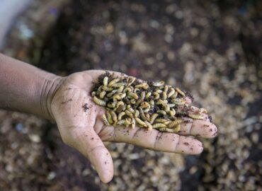 Animals’ View publica un reportaje sobre las granjas de insectos y sus implicaciones éticas