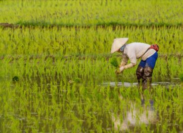 El arroz importado gana terreno en Europa y amenaza la autenticidad de la paella española