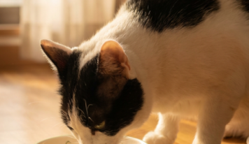 Chef Miau lleva a los hogares españoles comida natural para gatos, pensada a medida de cada animal