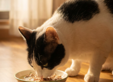 Chef Miau lleva a los hogares españoles comida natural para gatos, pensada a medida de cada animal