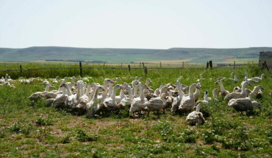 Influencers y periodistas descubren en Palencia el origen del Foie Gras