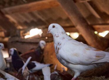 Bifeedoo destaca la importancia de la alimentación ecológica en palomos para mejorar su rendimiento en verano