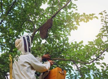 Más incidencias por avispas velutinas y más riesgos de salud pública asociados: qué hay detrás del aumento de la actividad durante el verano