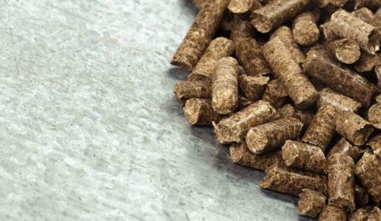 Bifeedoo destaca la importancia del pienso ecológico para optimizar la alimentación animal durante el verano