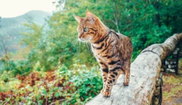 ORIJEN™ propone 4 rutas para perros y gatos en España y da las claves de cómo prepararlos para la aventura